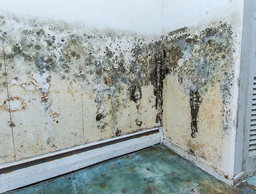 mold-remediation-2.jpg
