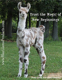 Star Practically Perfect.jpg