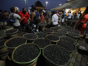 Caroço de açaí pode virar fonte de energia