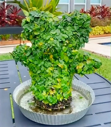 Tabitha's Standing Mouse topiary fully grown in with vine sitting in a saucer.