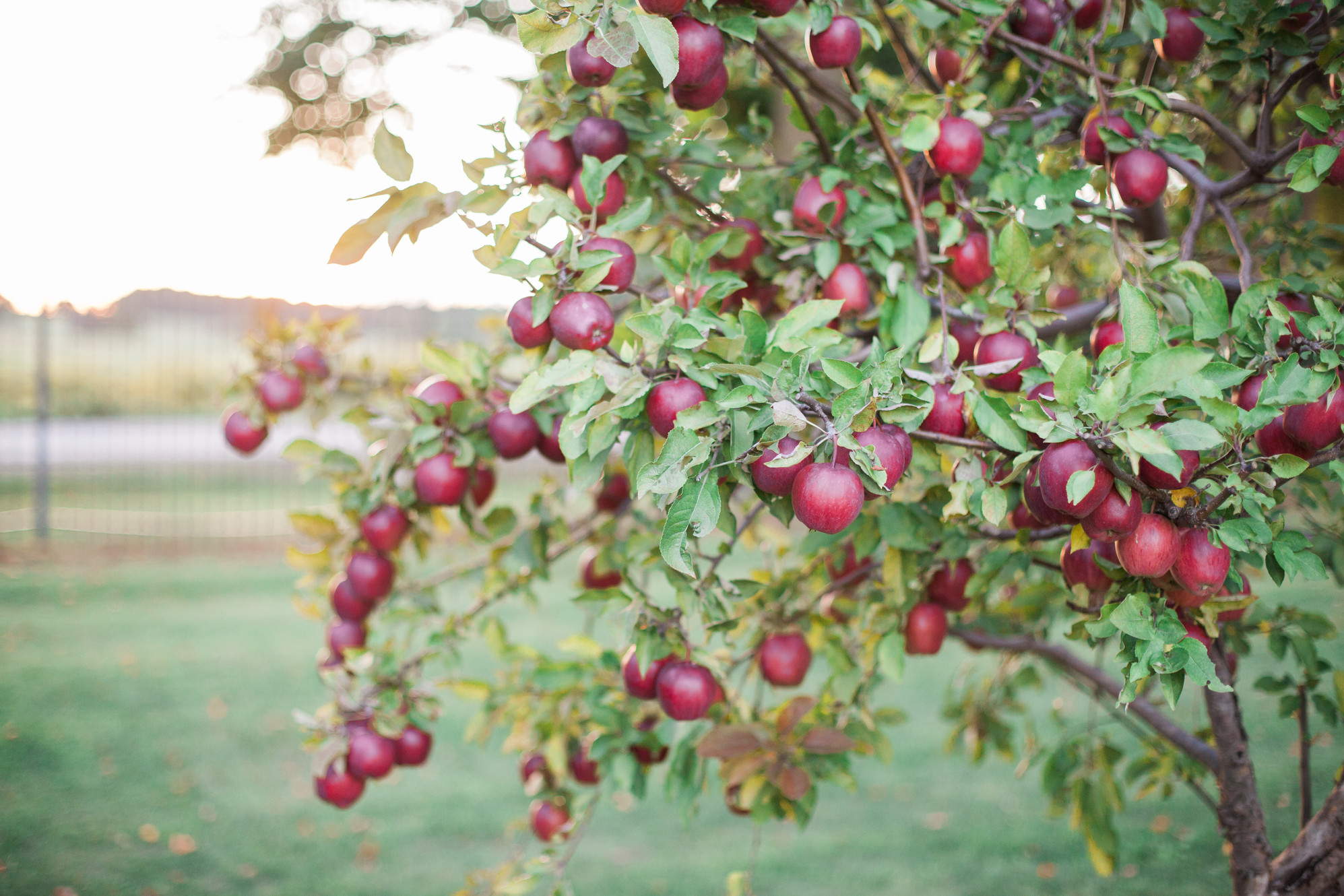 Home Apples of Glasgow