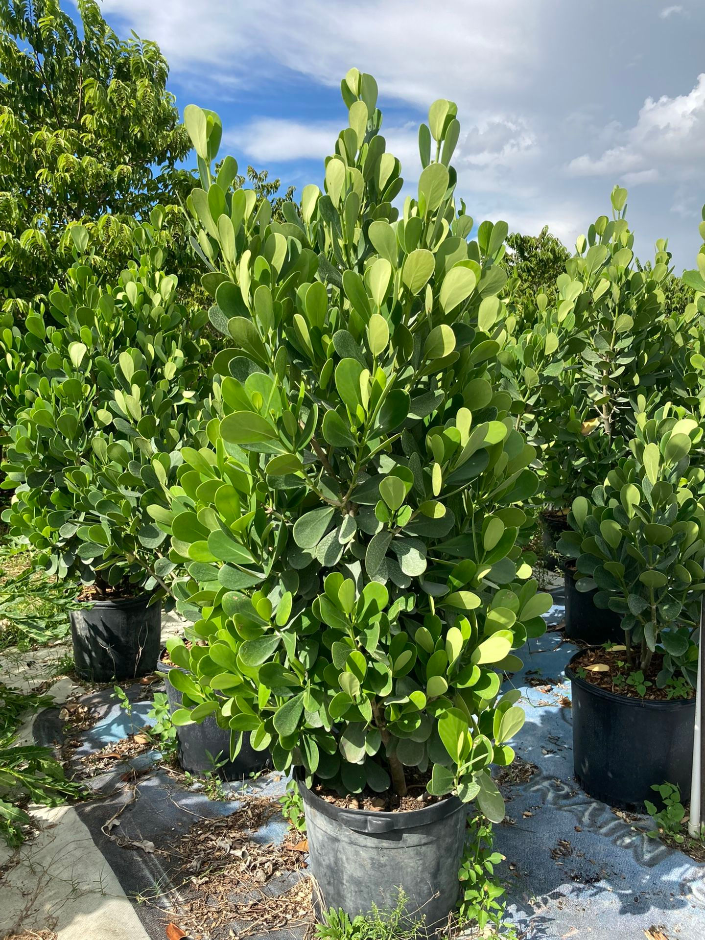 Premium 4 ft Clusia Hedge (7 Gallon)