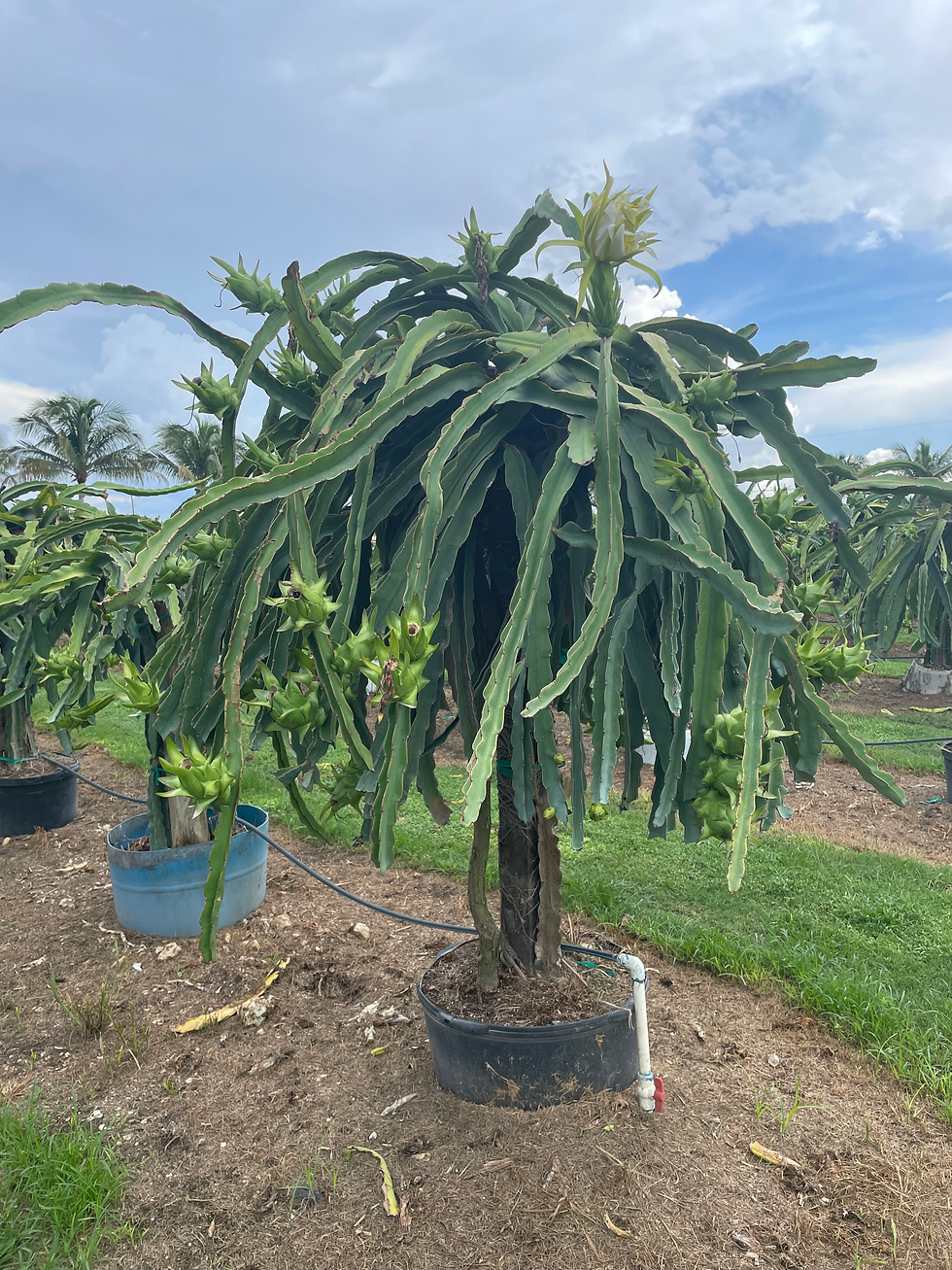 Thumbnail: Premium Mature White Dragon Fruit Tree (25 Gallon)