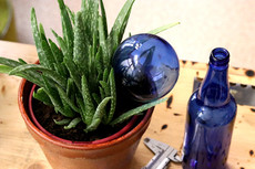 Glass water tank for plants in blue color.
