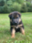 Yellow boy 2021 litter.jpg