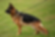 ngcb2.webp