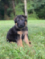 Gray boy 2021 litter.jpg