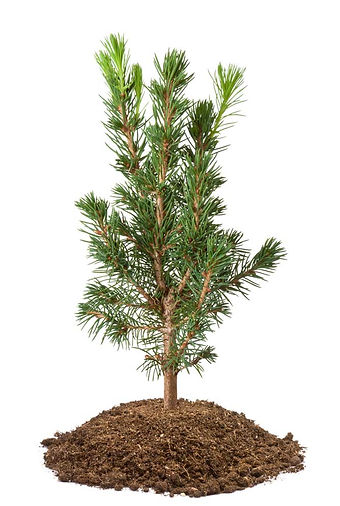 WPC_seedling_web.jpg