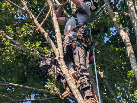 🌿 When Is the Best Time to Trim Trees in Fort Mill, SC?
