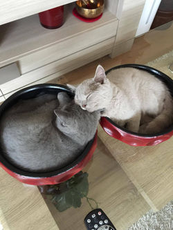 14795903_532166286982269_1729589804_o