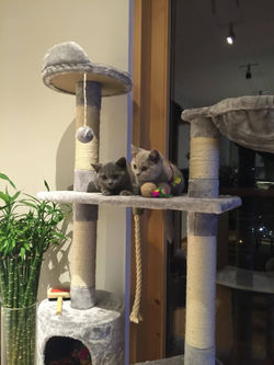 14139489_508447682687463_572127102_o