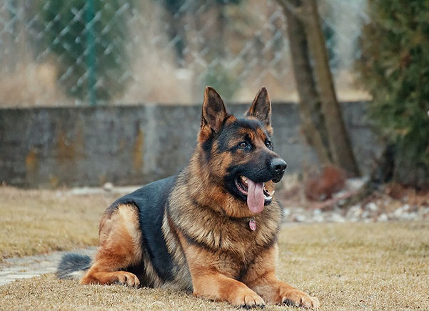 dog training.jpeg - pETFRIENDLYYELLOWPAGES.COM - dog training - german sheppard