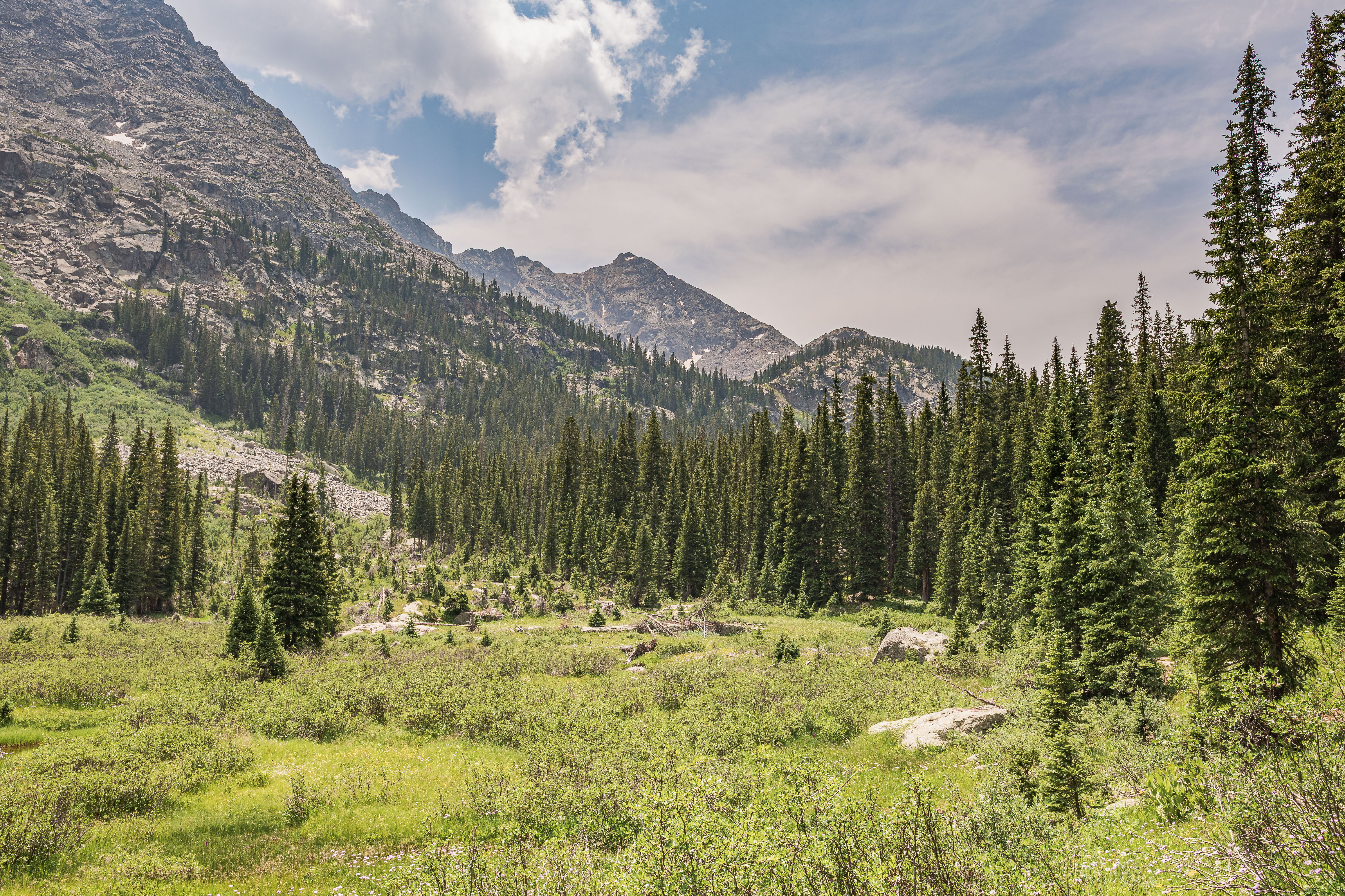March of the Evergreens
