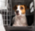 servicio_kennels.jpg