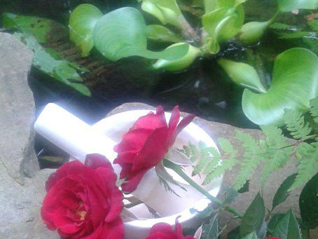 Recette de sorcière : l'eau de rose magie glamour