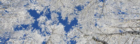 The new white paper on natural refrigerants is now online