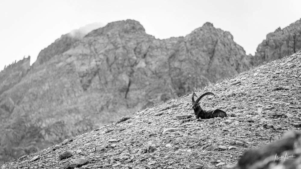 Bouquetin de Nevache