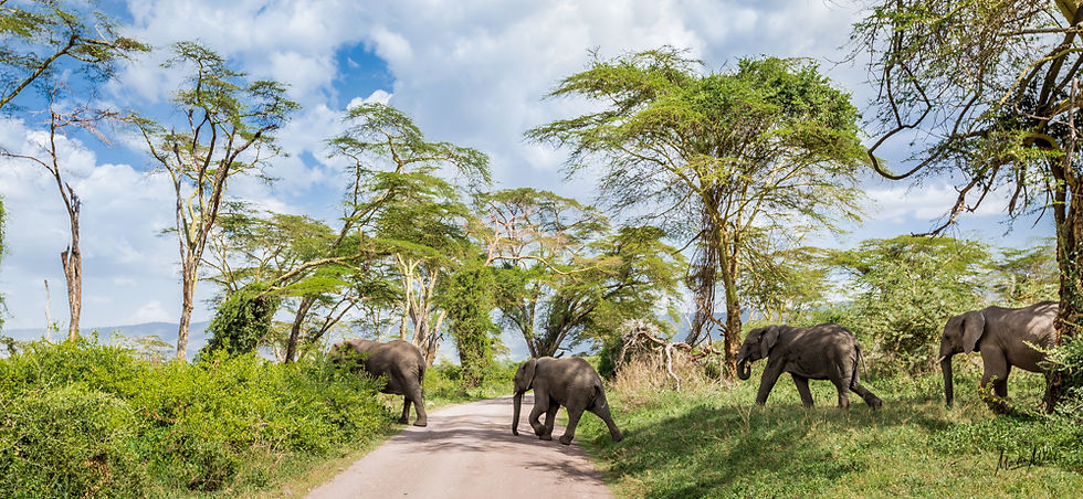 Balade Elephantesque
