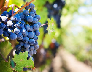 Vineyard_edited.jpg