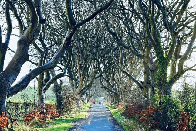 Le site The Dark Hedges en Irlande du Nord