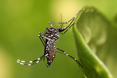 Aedes_aegypti.jpg