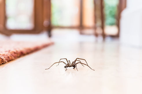 common-house-spider-on-the-floor-in-a-home-royalty-free-image-1568322713.jpg