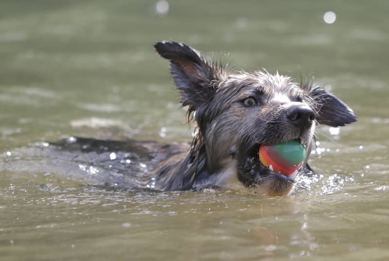 dock diving jumping swimming sports for active dogs