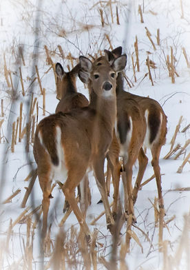 Cover Nature and Wildlife.jpeg