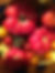 TomatoesIMG_5255.jpg