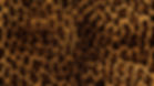 cheetah background 1.jpeg