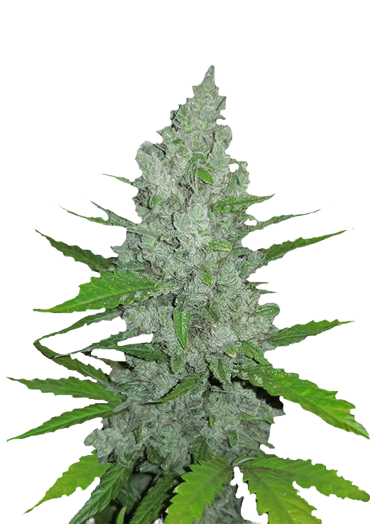 Sour Diesel strain Kush Kiez Cannabis Seeds Germany Cannabis Flower Cannabis Bud Terpenes