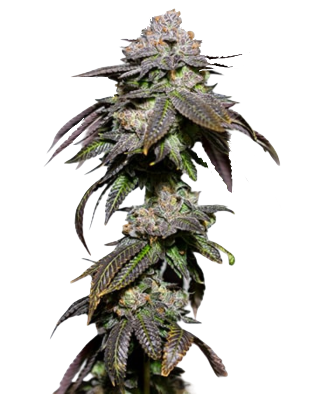 Cotton Candy XL Automatic Strain Kush Kiez Cannabis Seeds Germany Cannabis Flower