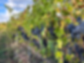 78268525136__572F943A-4EE0-44A2-AC00-9D82328BE023.HEIC