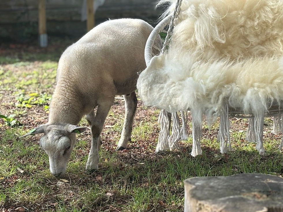 Harry het huisschaap.