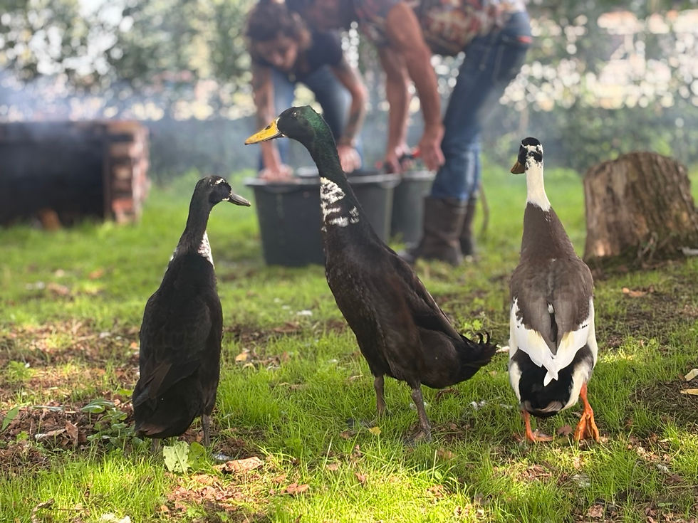 Ook loopeendjes Alfred, Jodokus en Kwak komen af en toe even bij je kijken ;)