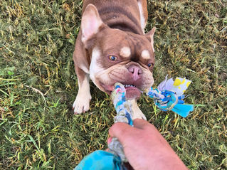 How to Play Tug of War with Your Dog: The Right Way