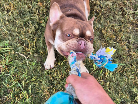 How to Play Tug of War with Your Dog: The Right Way