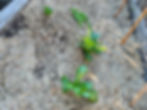 Salad seedlings planted in a vegetable patch topped with sugarcane mulch