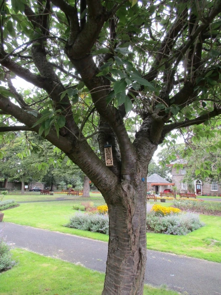 Starbank Park tree