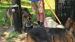 How to Manage the Boston Heat with Dogs: Keep Your Canine Safe This Summer