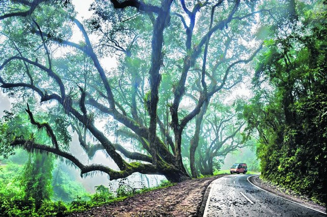 Miniatura: Parque Nacional Calilegua