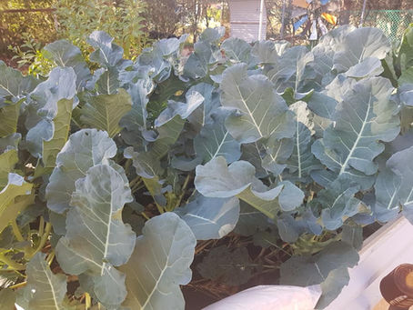 West Australian Farmers are Using Kaolin Clay For Higher Yields in Sandy Soil