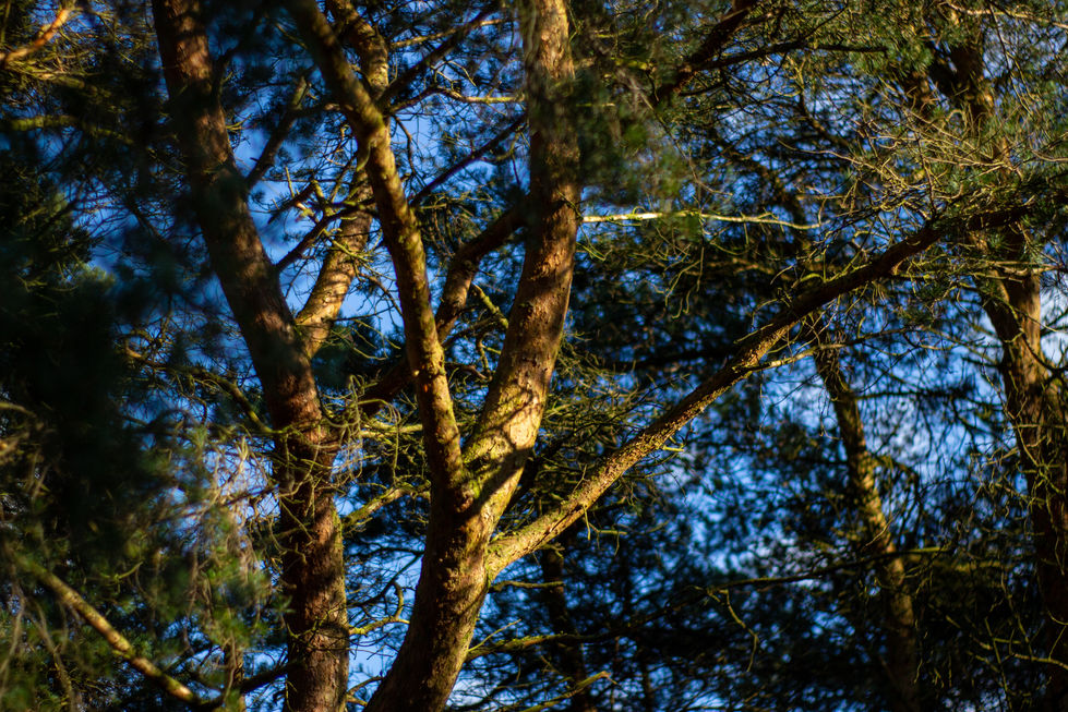 _MG_1886