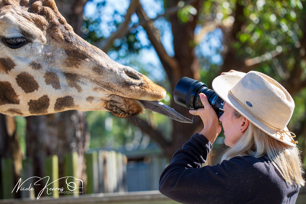 Giraffe - Mogo Wildlife Park
