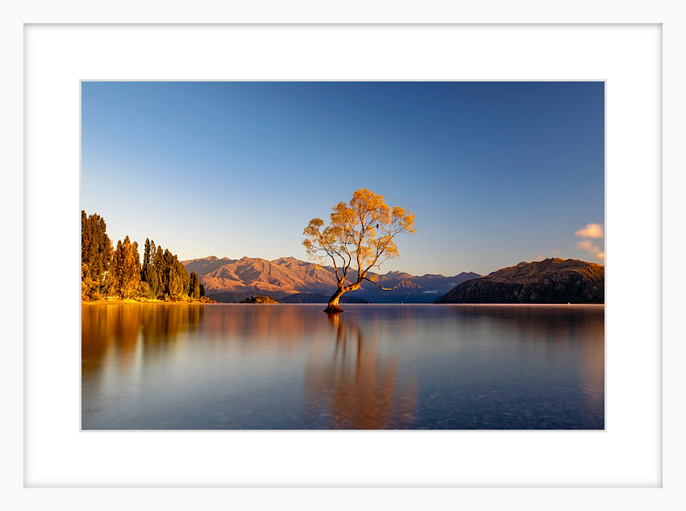 Thumbnail: That Wanaka Tree NZ - Golden Hour