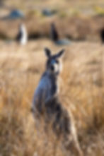 Australian Wildlife - White Nose Kangaroo