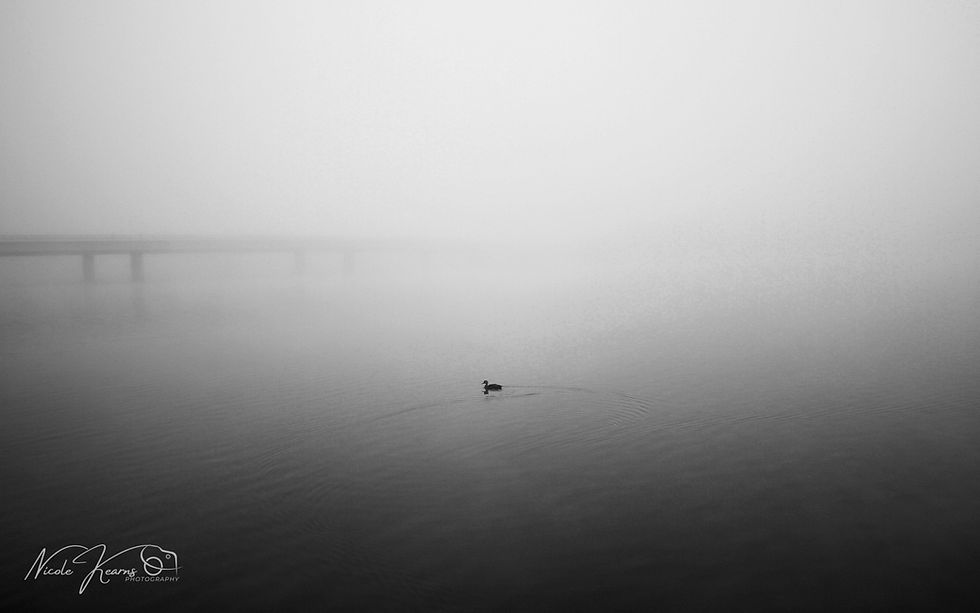 Into the Fog – Duck Crossing - Commonwealth Bridge Canberra ACT