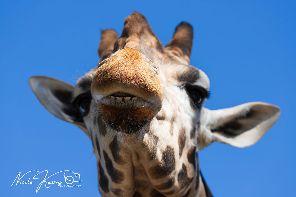 Male Giraffe - Mogo Wildlife Park