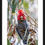 Thumbnail: Canberra Gang-Gang Cockatoo