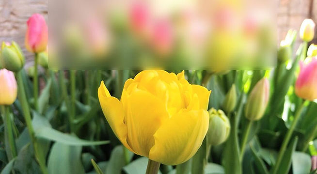 みなさんを歓迎するようなチューリップの花が咲いています